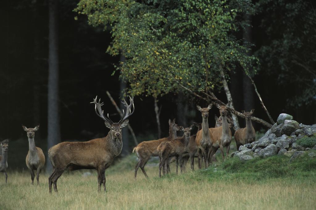 Kuskahusen Vandrarhem Andrarum-Brosarp ภายนอก รูปภาพ